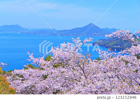 伯方島　桜 123212846