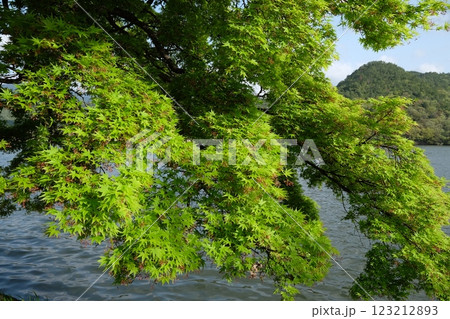 新緑の広沢の池 新緑の広沢の池 123212893