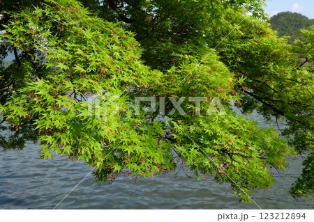 新緑の広沢の池 新緑の広沢の池 123212894