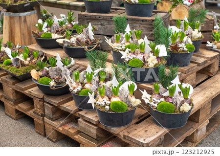 The christmas composition with hyacinths in a pot 123212925