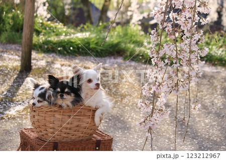 アイドル アイドル 123212967