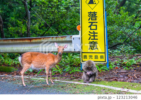 ヤクザルとヤクシカ　落石注意　世界自然遺産屋久島(秋 123213046