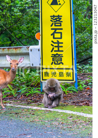 ヤクザルとヤクシカ　落石注意　世界自然遺産屋久島(秋 123213047