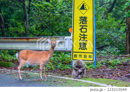 ヤクザルとヤクシカ　落石注意　世界自然遺産屋久島(秋 123213049