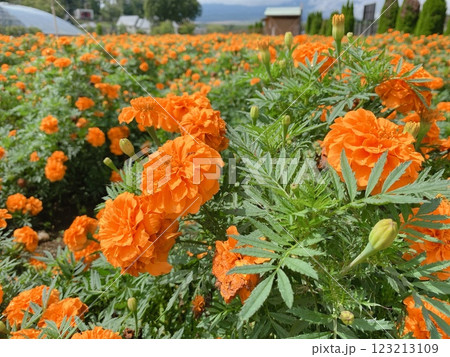 鮮やかなオレンジ色のマリーゴールドの花 鮮やかなオレンジ色のマリーゴールドの花 123213109