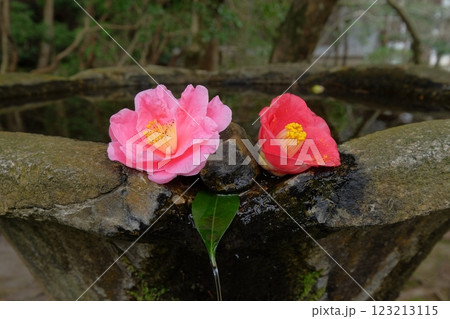 つくばいと椿の花 つくばいと椿の花 123213115