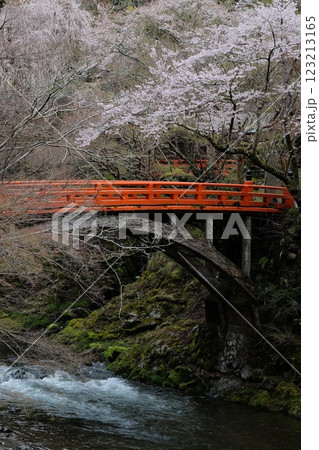 春の清滝川の指月橋 春の清滝川の指月橋 123213165