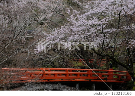 春の清滝川の指月橋 春の清滝川の指月橋 123213166