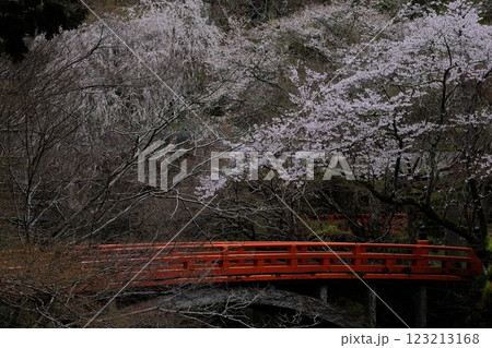 春の清滝川の指月橋 123213168