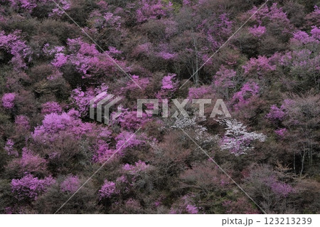京都高雄のミツバツツジと山桜 京都高雄のミツバツツジと山桜 123213239
