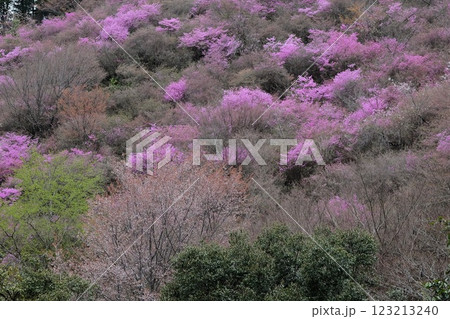 京都高雄のミツバツツジと山桜 123213240