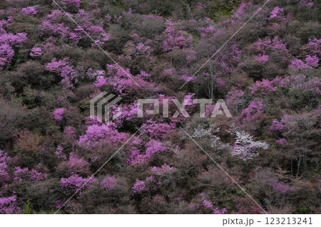 京都高雄のミツバツツジと山桜 123213241