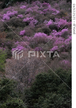 京都高雄のミツバツツジと山桜 京都高雄のミツバツツジと山桜 123213243