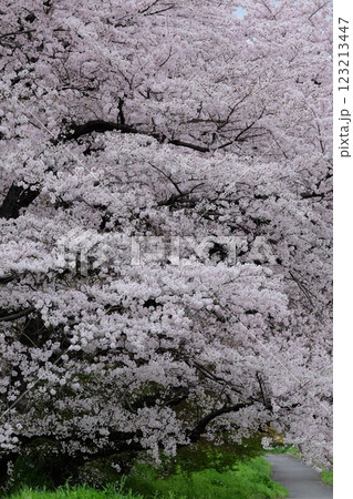 桂川沿いの満開の桜 123213447