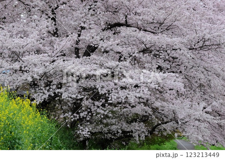 桂川沿いの満開の桜 桂川沿いの満開の桜 123213449