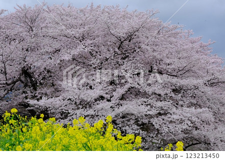 桂川沿いの満開の桜 桂川沿いの満開の桜 123213450