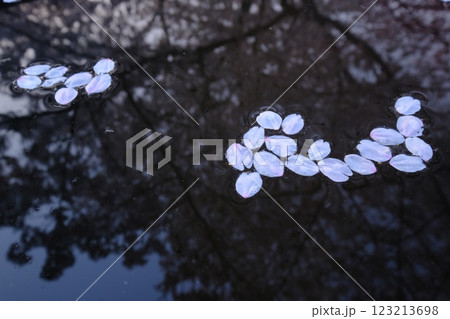 水に浮かぶ花びら 123213698