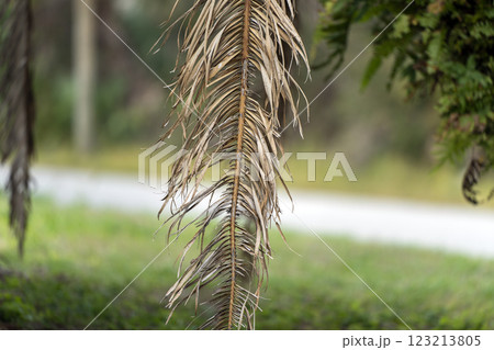 Dead palm tree with dry branches on Florida home backyard. Tree removal concept Dead palm tree with dry branches on Florida home backyard. Tree removal concept 123213805