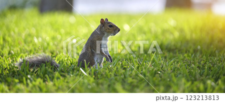 Curious beautiful wild gray squirrel looking up on green grass in summer town park 123213813