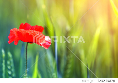 Close-up of tender blooming lit by summer sun one red wild poppy flower on high stem on blurred bright green bokeh summer background. Beauty and tenderness of nature concept. 123213876