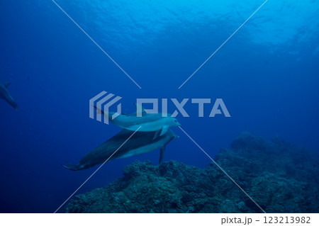 ミナミハンドウイルカ 小笠原 東京都 ミナミハンドウイルカ 小笠原 東京都 123213982