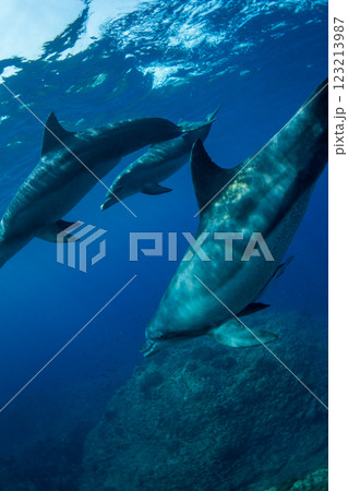 ミナミハンドウイルカ　小笠原　東京都 123213987