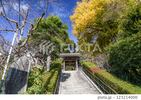 山門へ続く参道のイチョウ 123214000