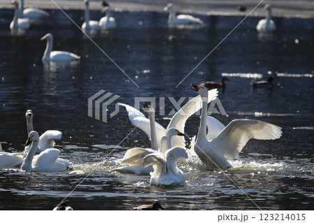 水飛沫を上げて鳴き交わすコハクチョウたち 水飛沫を上げて鳴き交わすコハクチョウたち 123214015