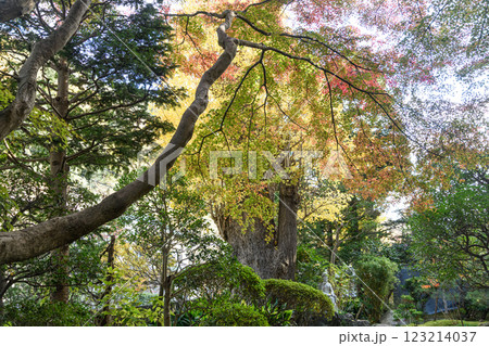 紅葉したもみじの大木 123214037