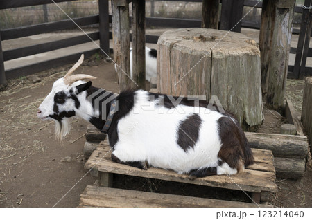 白黒模様のヤギ 123214040