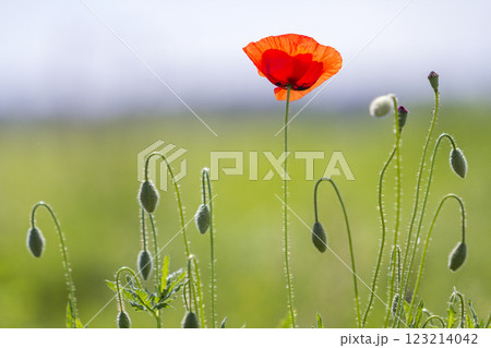 Close-up of tender blooming lit by summer sun one red wild poppy and undiluted flower buds on high stems on blurred bright green summer background. Beauty and tenderness of nature concept. Close-up of tender blooming lit by summer sun one red wild poppy and undiluted flower buds on high stems on blurred bright green summer background. Beauty and tenderness of nature concept. 123214042