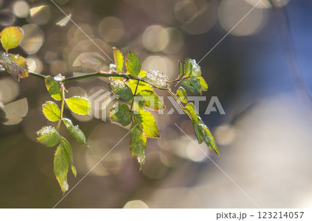 Close-up of isolated rose brunch with tender wet green leaves lit by sun on bright sunny abstract blue white bokeh copy space background. Postcard greeting theme, beauty of nature concept. Close-up of isolated rose brunch with tender wet green leaves lit by sun on bright sunny abstract blue white bokeh copy space background. Postcard greeting theme, beauty of nature concept. 123214057