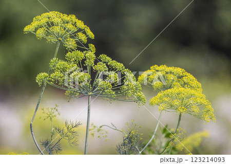 Close-up isolated fragrant dill umbrella lit by morning sun blooming on high stem on blurred foggy soft colorful background. Farming, cooking and agriculture concept. Close-up isolated fragrant dill umbrella lit by morning sun blooming on high stem on blurred foggy soft colorful background. Farming, cooking and agriculture concept. 123214093