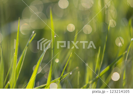 Close up macro abstract picture of lit by sun bright fresh clean light green grass blades growing on blurred bokeh background on sunny spring or summer day. Beauty of natural environment concept. 123214105
