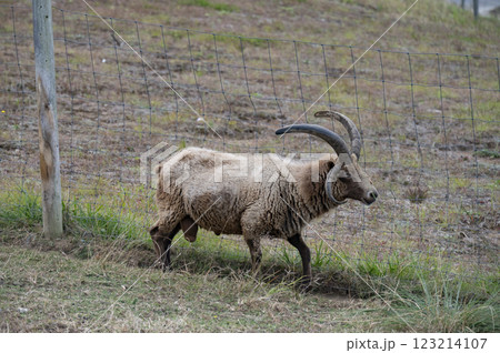 マンクスロフタン 123214107