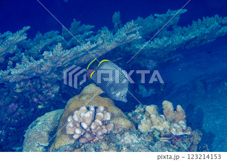 ユウゼン 小笠原 ユウゼン 小笠原 123214153