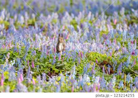 お花畑でポーズするエゾリス お花畑でポーズするエゾリス 123214255