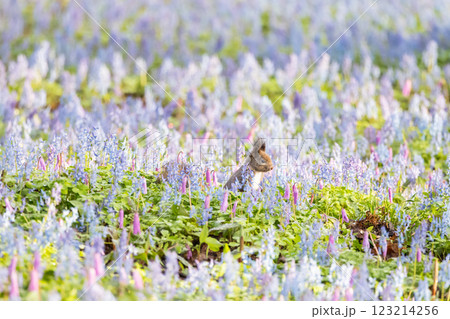 お花畑でポーズするエゾリス お花畑でポーズするエゾリス 123214256