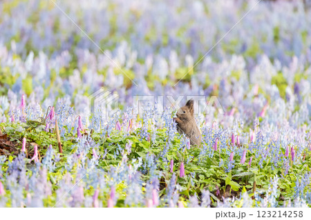 お花畑でポーズするエゾリス お花畑でポーズするエゾリス 123214258