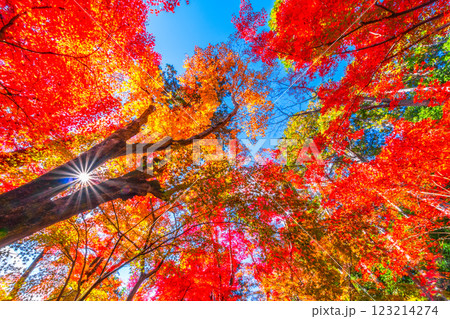 京都　光明寺の紅葉 123214274