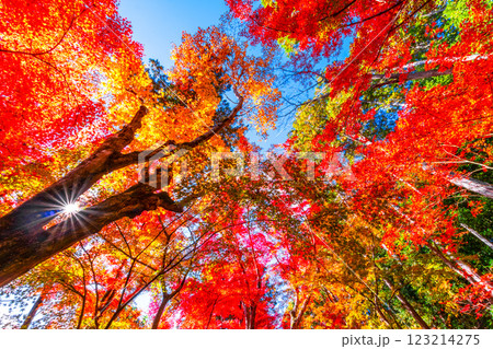 京都　光明寺の紅葉 123214275