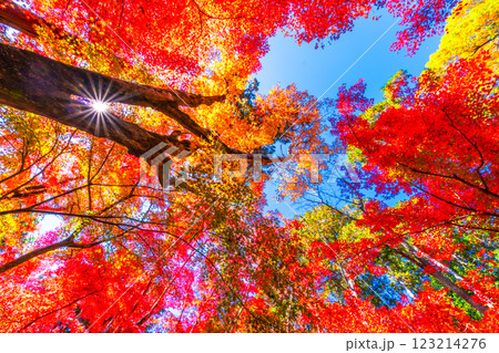 京都 光明寺の紅葉 京都 光明寺の紅葉 123214276