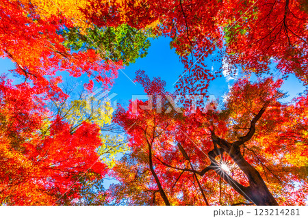 京都　光明寺の紅葉 123214281