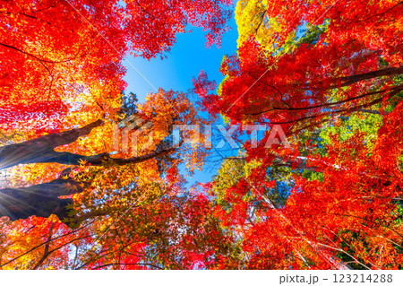 京都　光明寺の紅葉 123214288