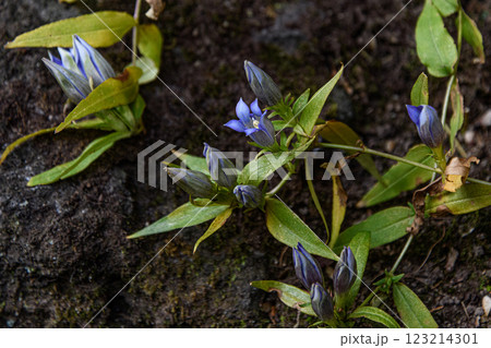 可憐なリンドウの花 可憐なリンドウの花 123214301