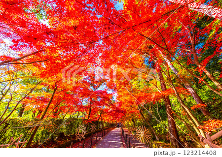 京都　光明寺の紅葉 123214408