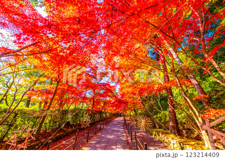 京都　光明寺の紅葉 123214409