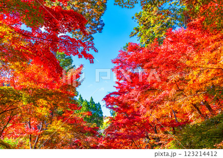 京都 光明寺の紅葉 京都 光明寺の紅葉 123214412