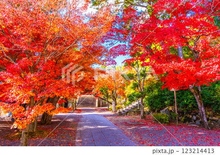 京都　光明寺の紅葉 123214413