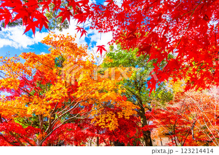 京都 光明寺の紅葉 京都 光明寺の紅葉 123214414